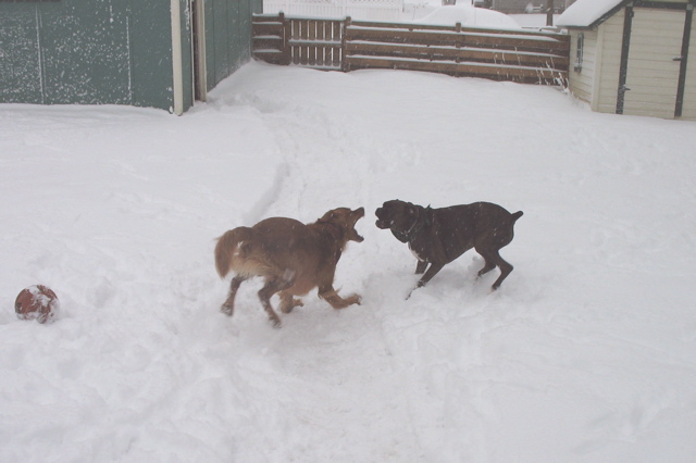 Crazy Dogs