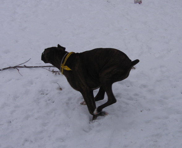 Puck