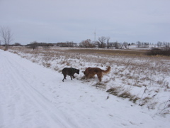 The boys at the park