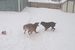 Crazy Dogs