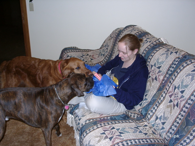 Helper dogs
