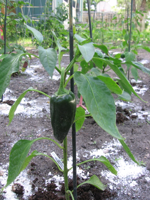 Pepper