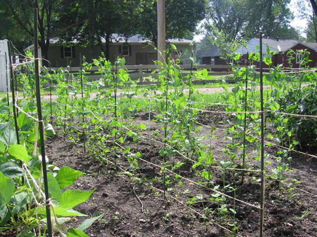 Peas