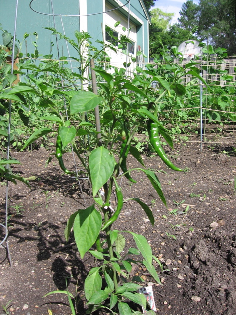 Cayenne Peppers