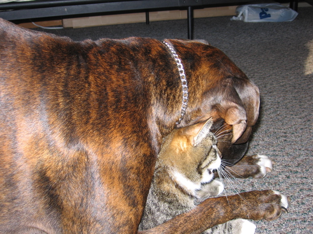 Puck sitting on George