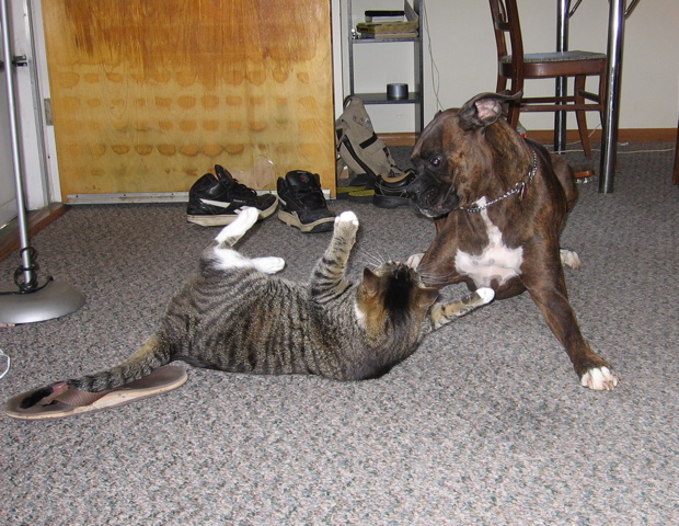 The fight