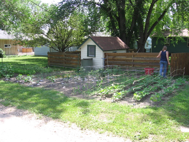 July 2 - our vegetable garden