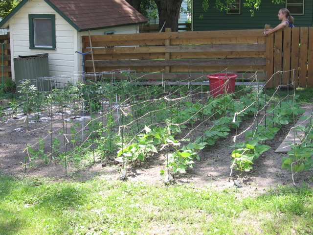 Tomatoes, peas, beans