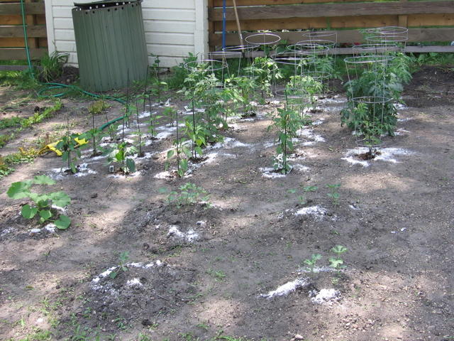Peppers and tomatoes