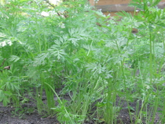 Carrots