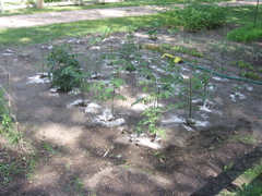 Tomatoes