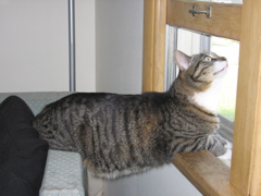 Strange Cat