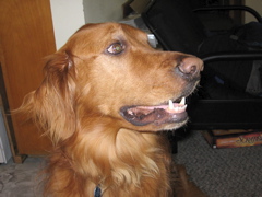Nigel