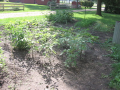 Tomatoes (July 13)