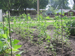 Peas