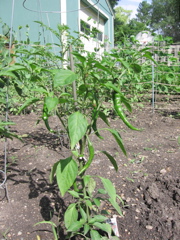 Cayenne Peppers