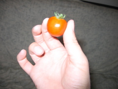 Cherry tomato