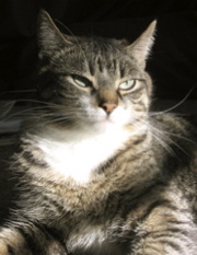 Nice regal shot of the cat