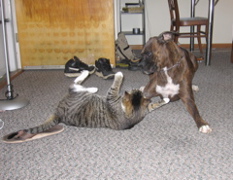 The fight