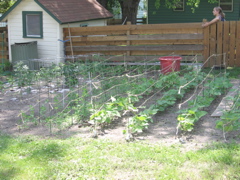 Tomatoes, peas, beans