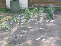 Peppers and tomatoes