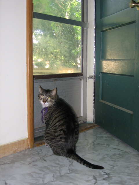 George, doing his favorite thing: waiting to go outside