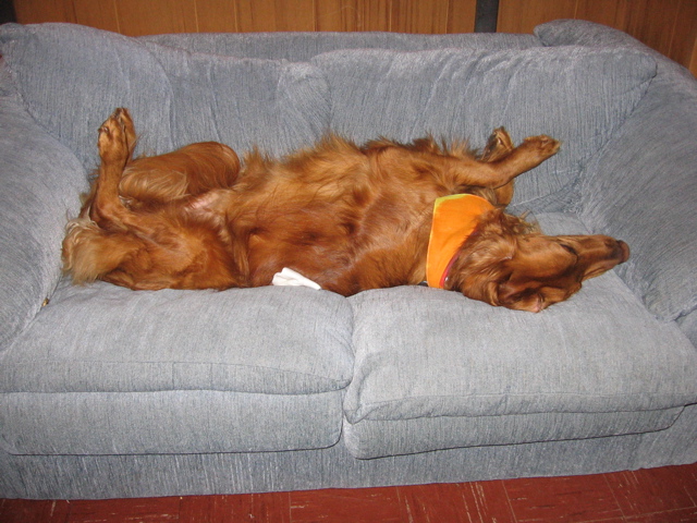 Nigel sleeping