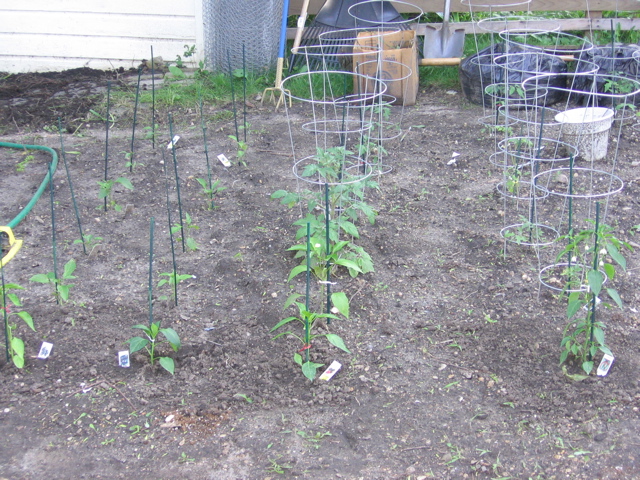 Tomatoes and Peppers - June 15