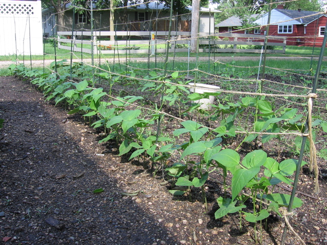 Beans - June 20