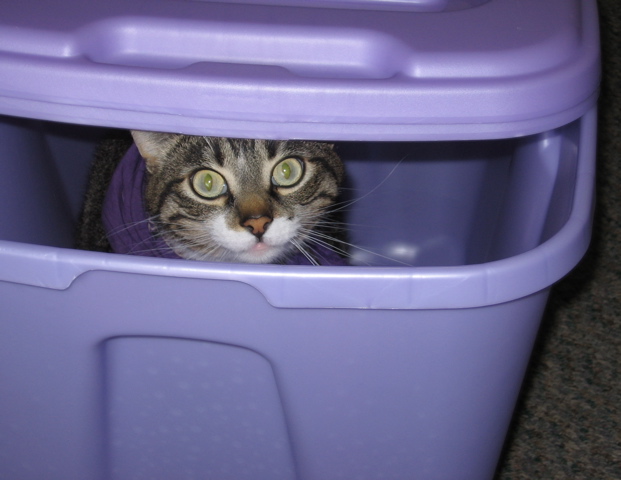 George in a tote