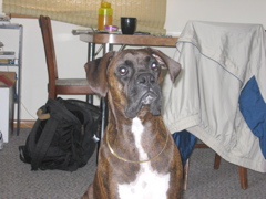 Puck