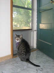 George, doing his favorite thing: waiting to go outside