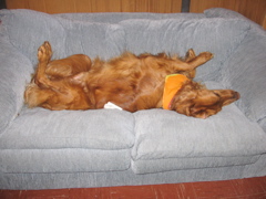 Nigel sleeping