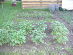 Potatoes, carrots, radishes - June 15