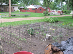 Garden - June 20