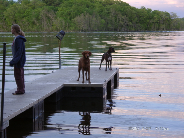 Dogs on the dock