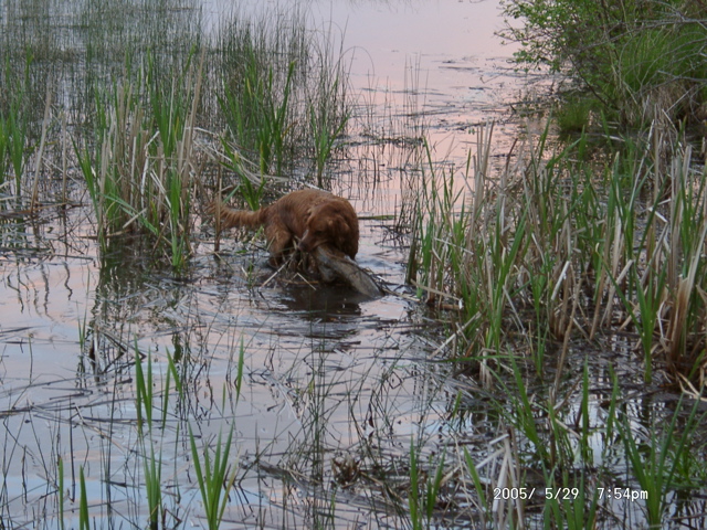Nigel found a giant log in the lake