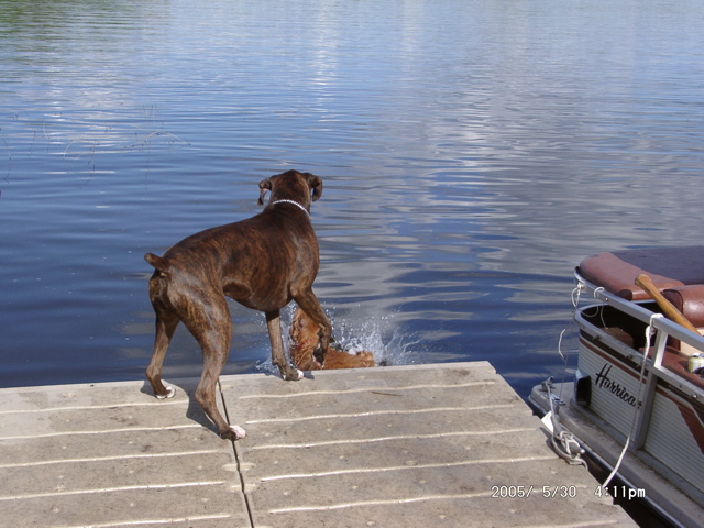 Puck, pushing Nigel into the water (seriously!)
