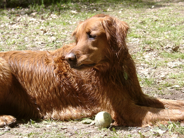Nigel
