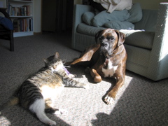 George and Puck, sunshine buddies