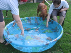 We bought the dogs a swimming pool for the summer