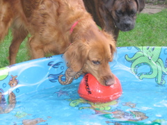 Nigel just knew that his ball did not belong in the water.