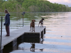 Dogs on the dock