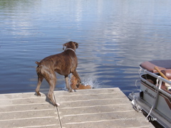 Puck, pushing Nigel into the water (seriously!)