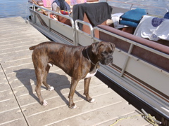 Puck waiting for a boat ride