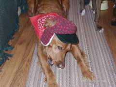 Nigel