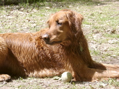 Nigel