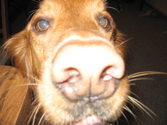 Nigel