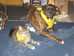 The Yellow Bandana Buddies