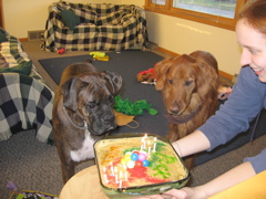 The Cake